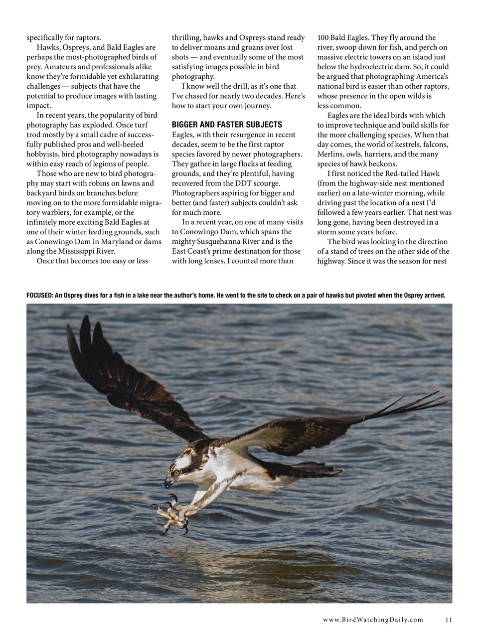 BirdWatching Preview Pages