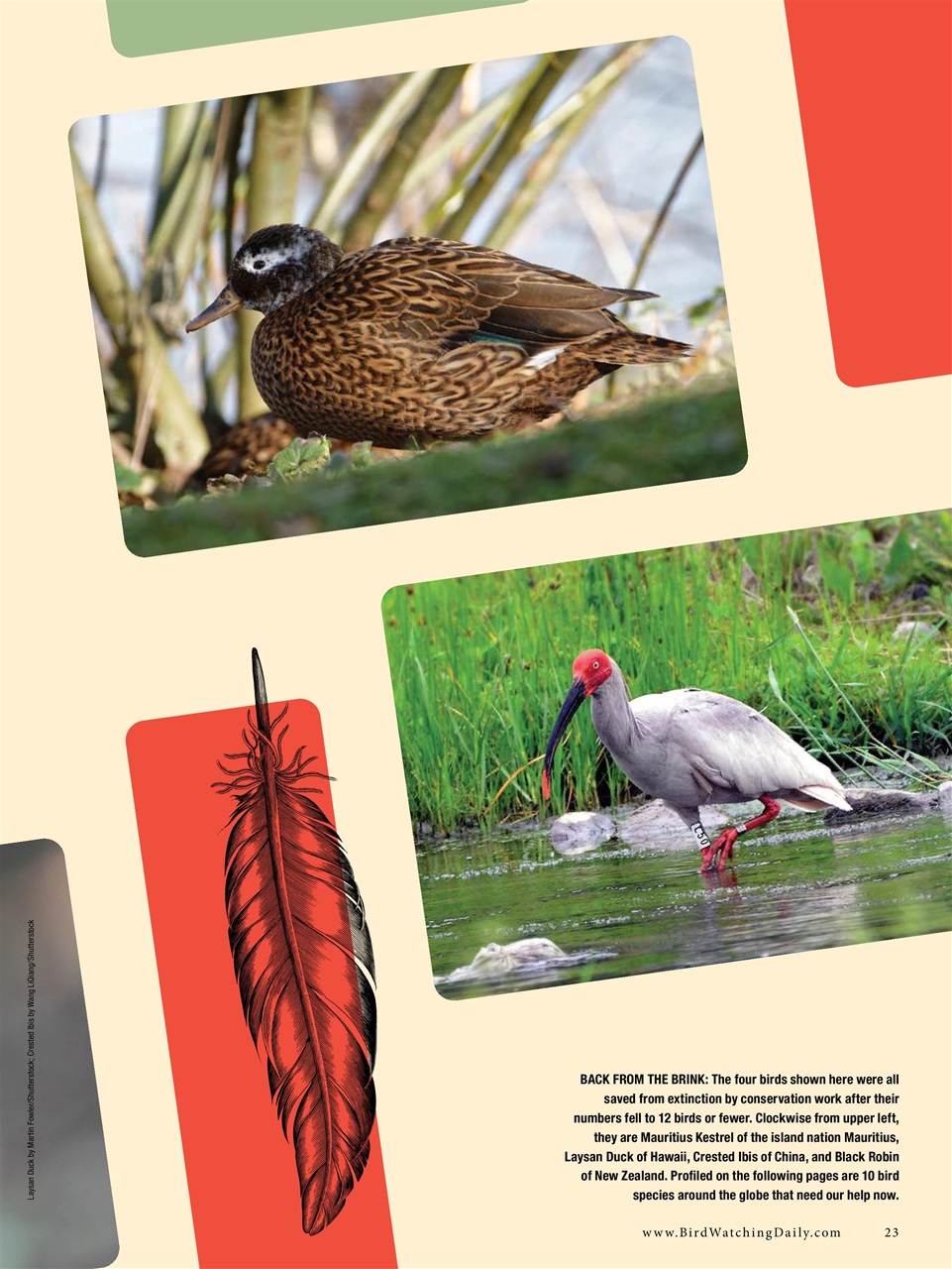 BirdWatching Preview Pages