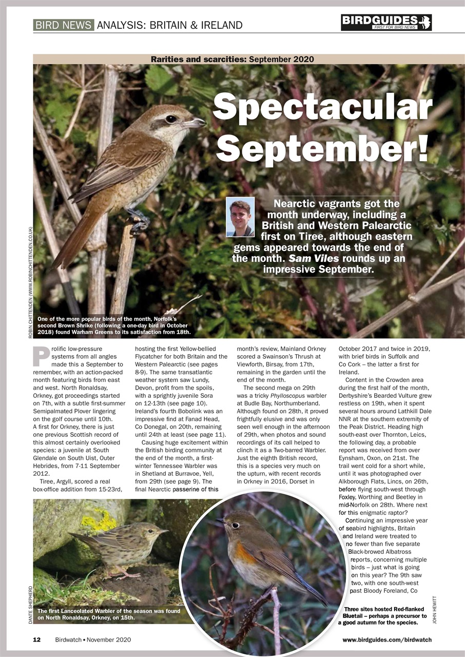 Birdwatch Magazine Preview Pages