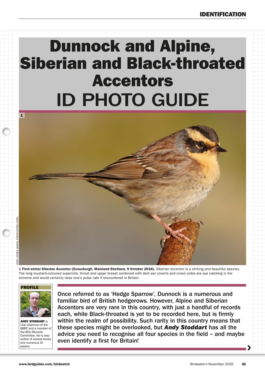 Birdwatch Magazine Preview Pages