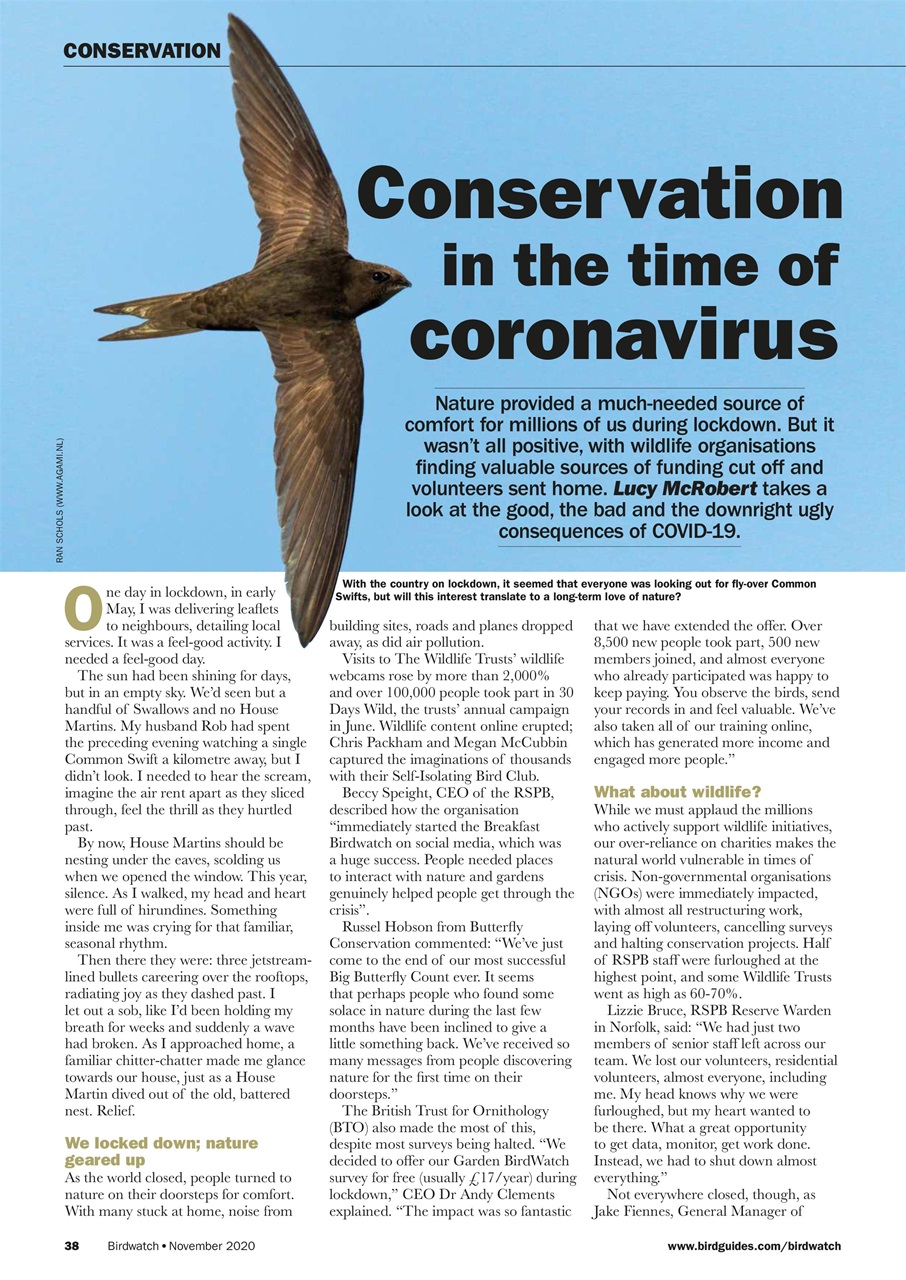 Birdwatch Magazine Preview Pages