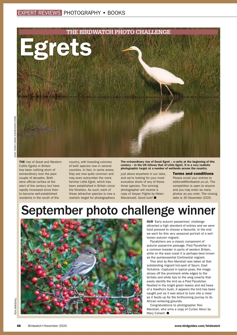 Birdwatch Magazine Preview Pages