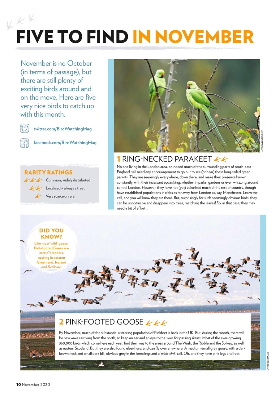Bird Watching Preview Pages