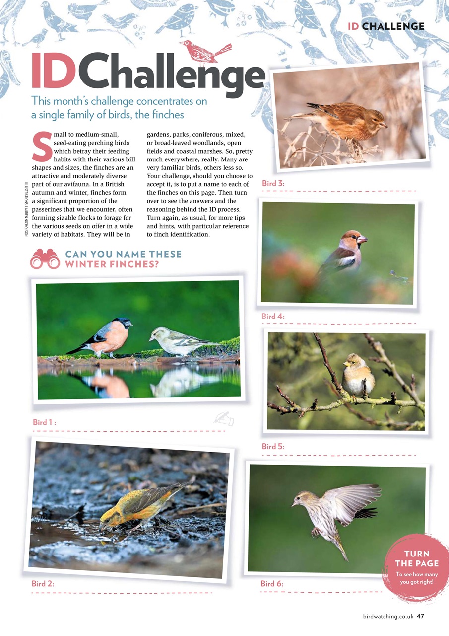 Bird Watching Preview Pages