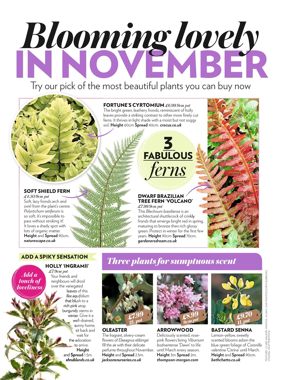 Modern Gardens Preview Pages