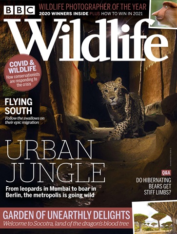 BBC Wildlife Magazine issue November 2020