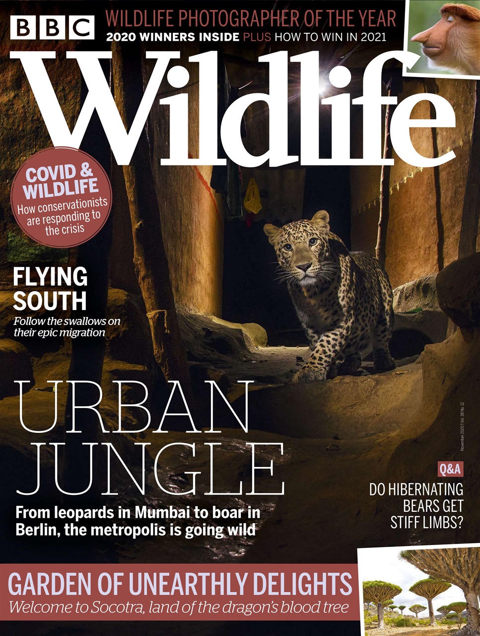 BBC Wildlife Magazine Preview Pages