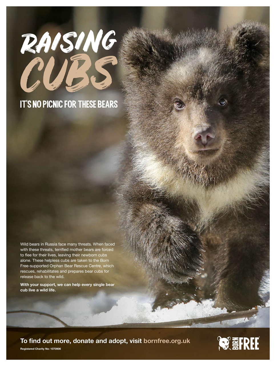 BBC Wildlife Magazine Preview Pages