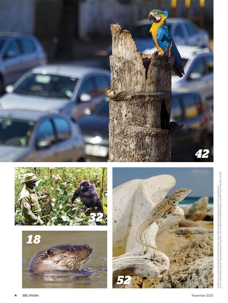 BBC Wildlife Magazine Preview Pages