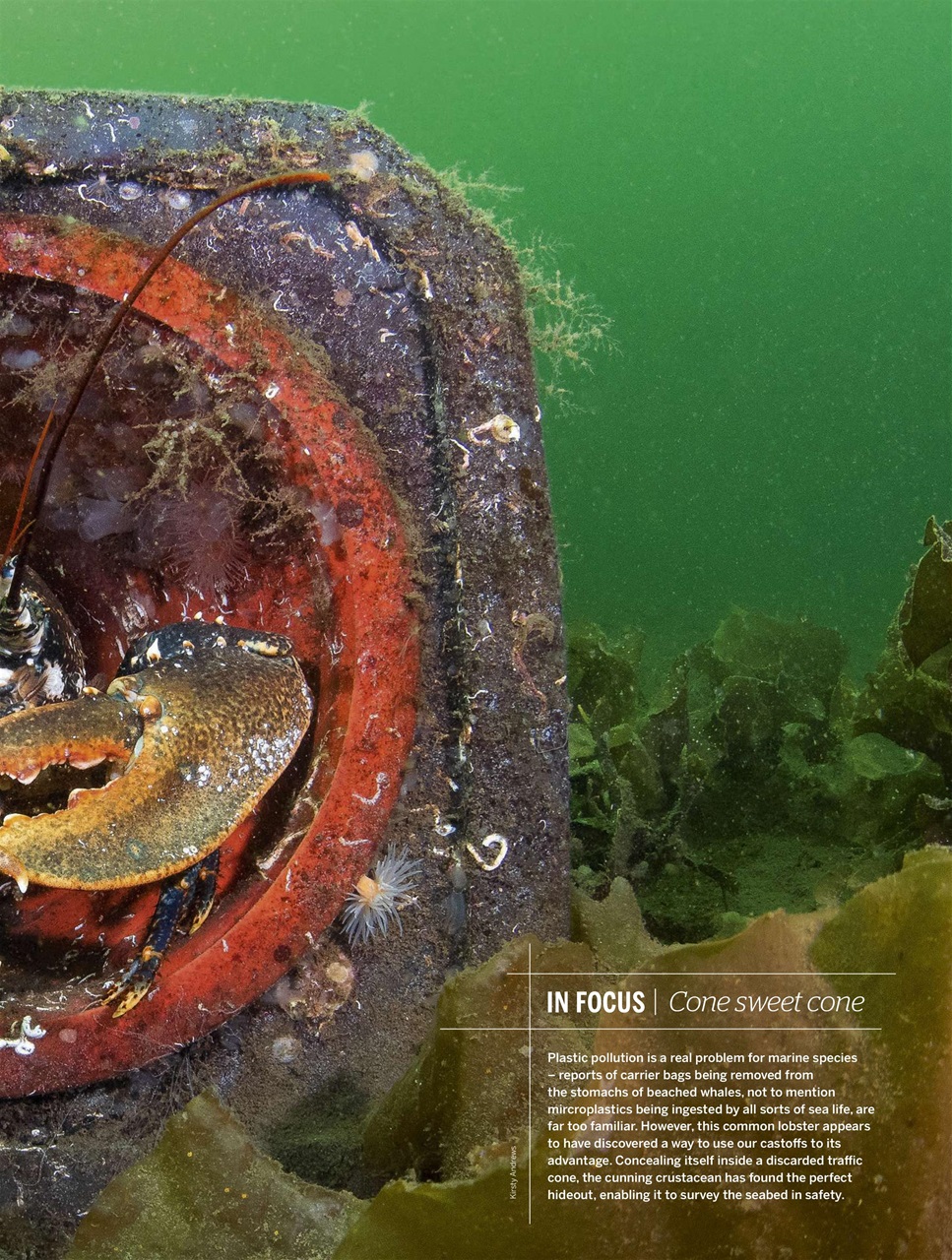 BBC Wildlife Magazine Preview Pages