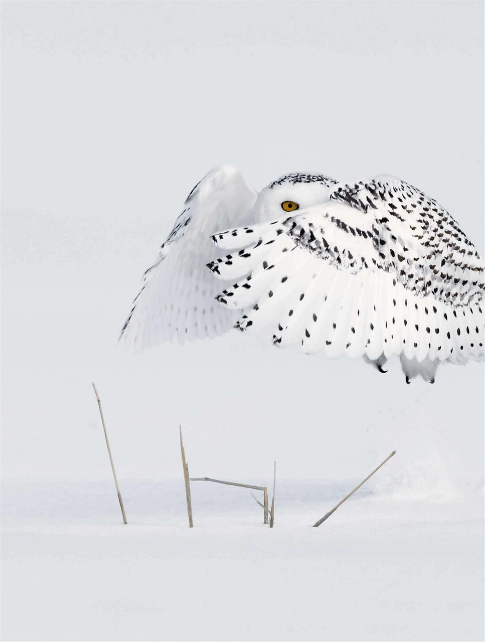BBC Wildlife Magazine Preview Pages