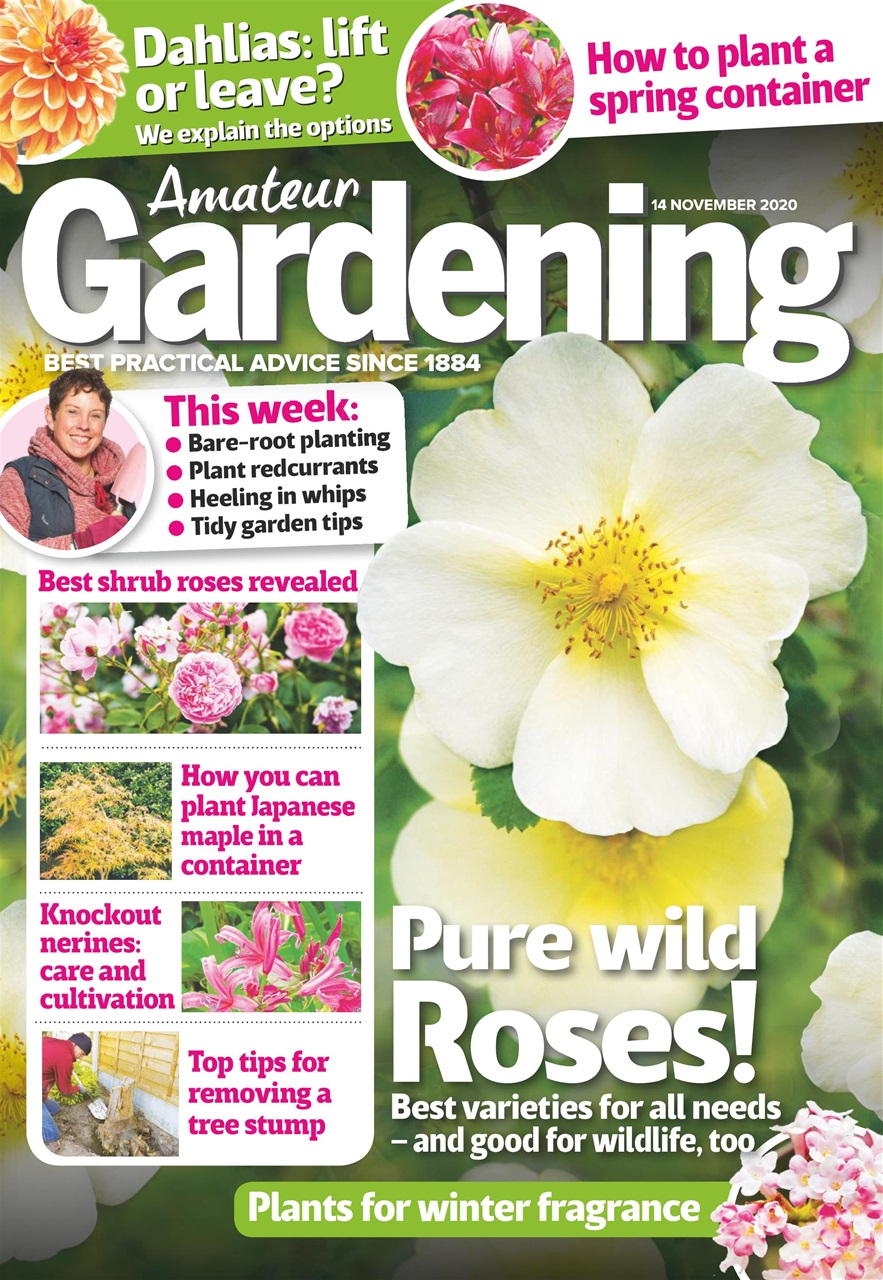 Amateur Gardening Preview Pages