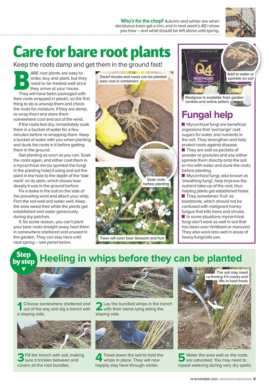 Amateur Gardening Preview Pages