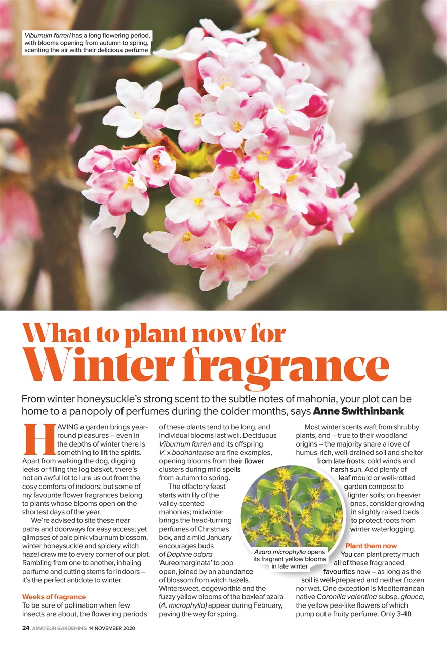 Amateur Gardening Preview Pages