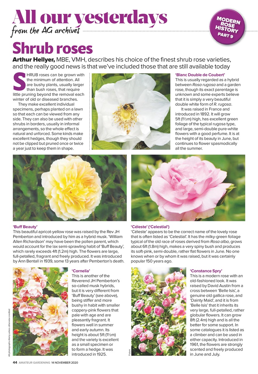 Amateur Gardening Preview Pages