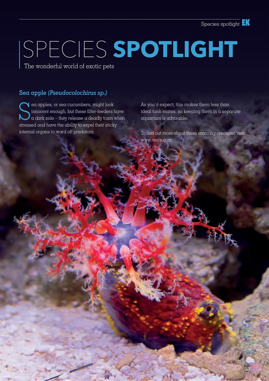 Exotics Keeper Preview Pages