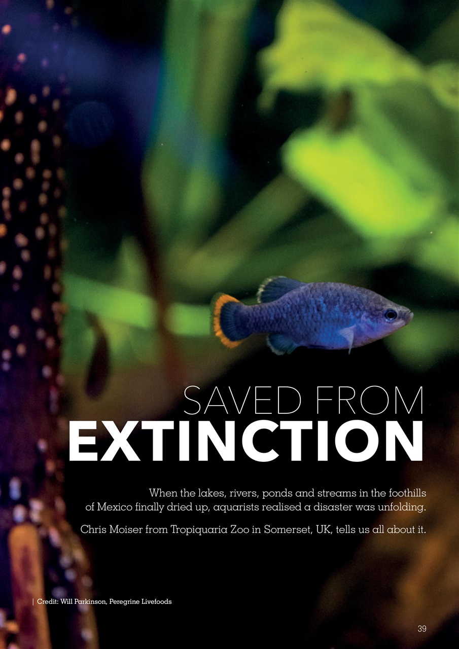 Exotics Keeper Preview Pages