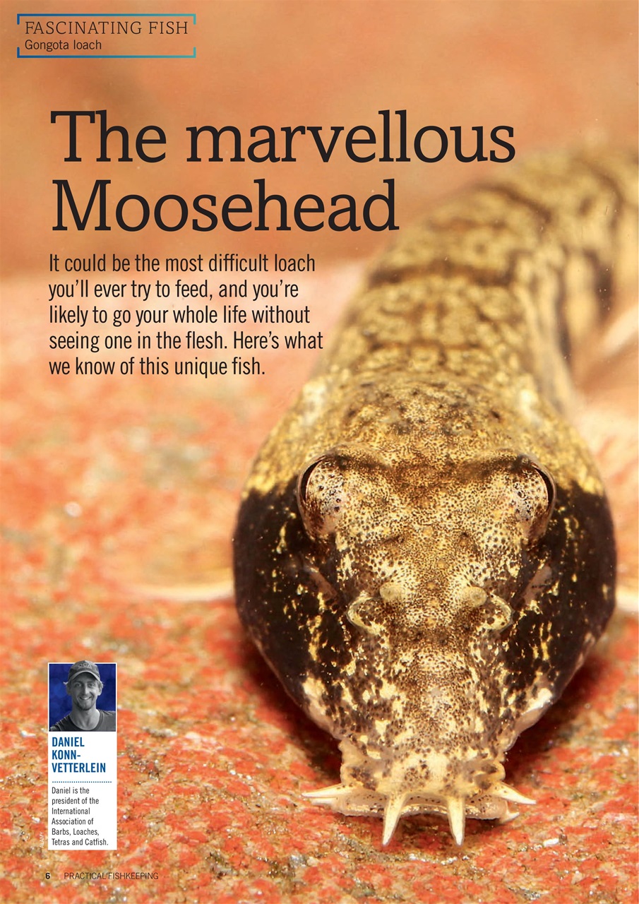 Practical Fishkeeping Preview Pages