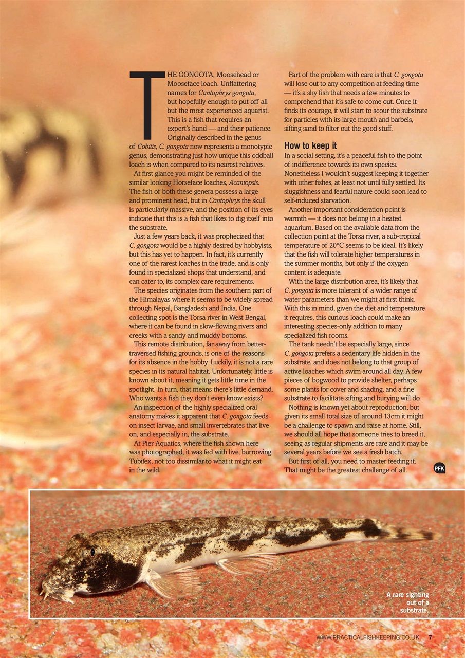 Practical Fishkeeping Preview Pages