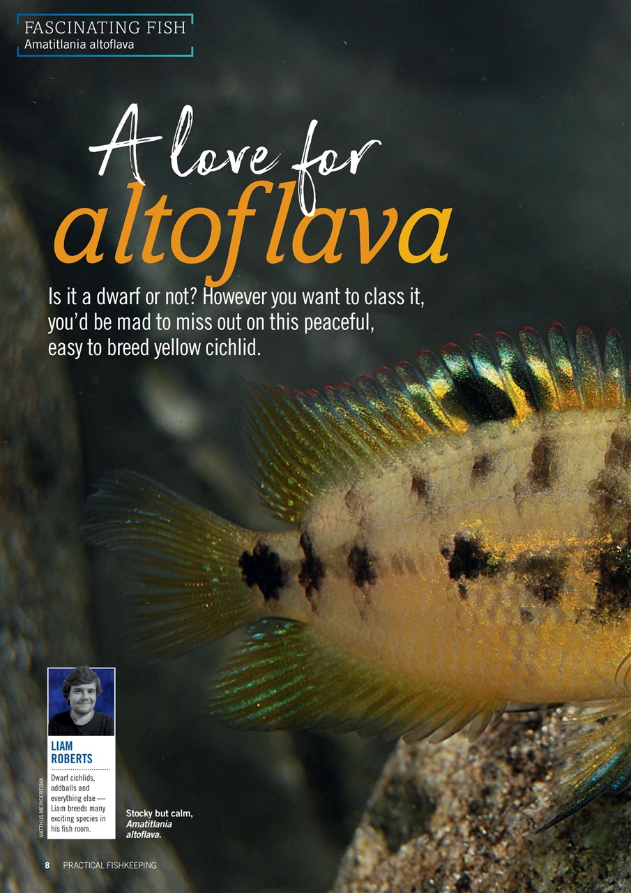 Practical Fishkeeping Preview Pages