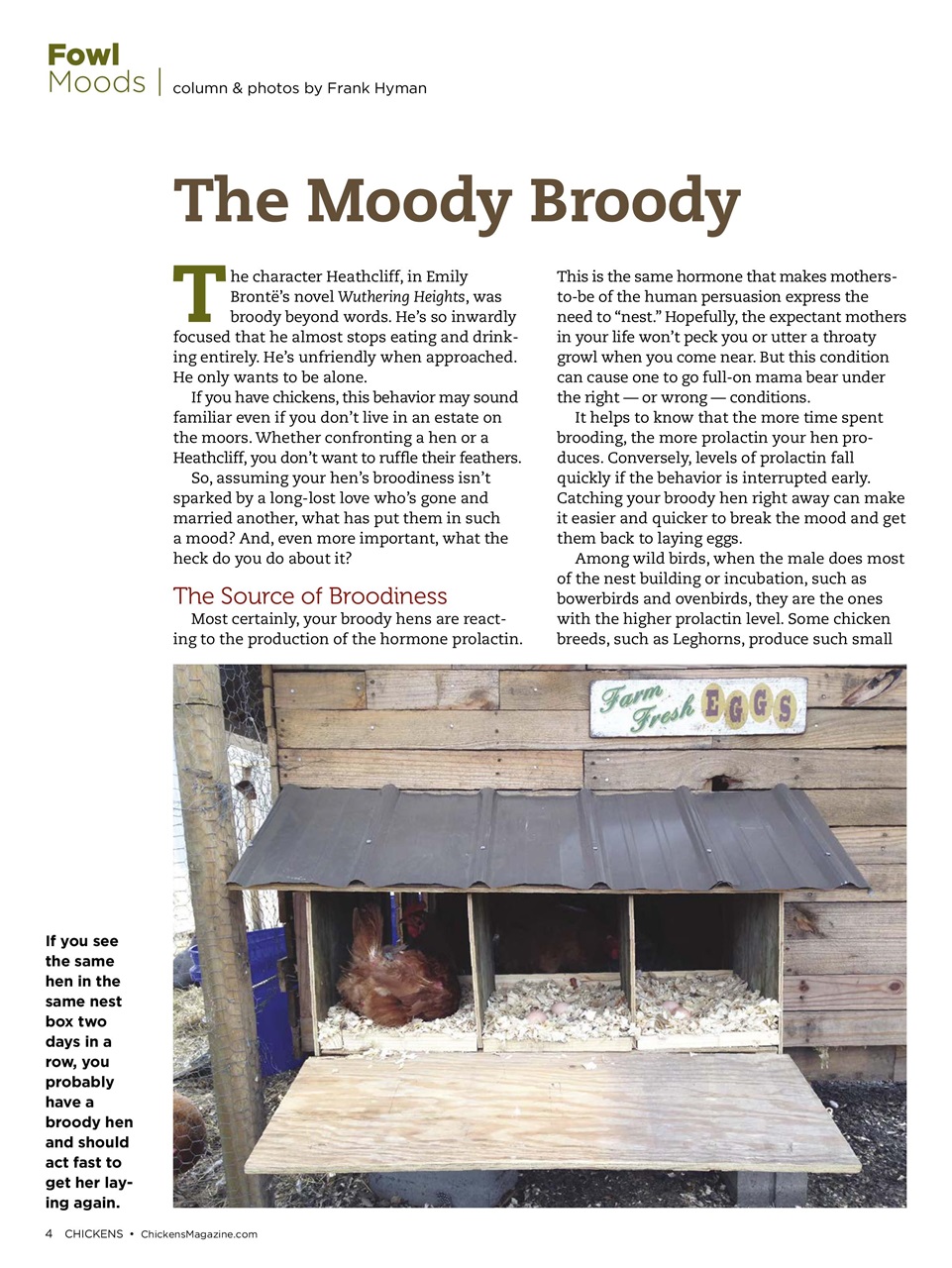 Chickens Magazine Preview Pages