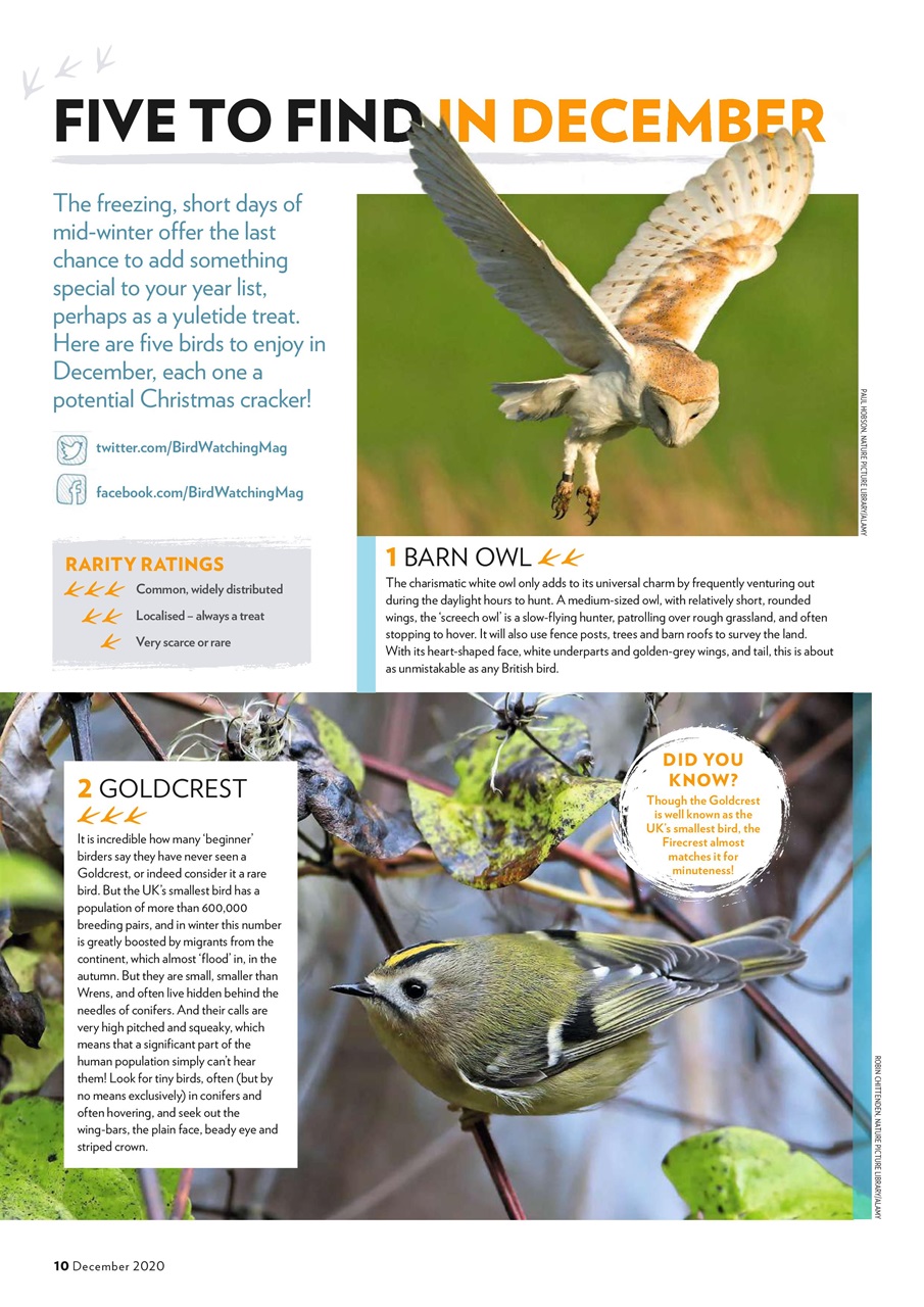 Bird Watching Preview Pages