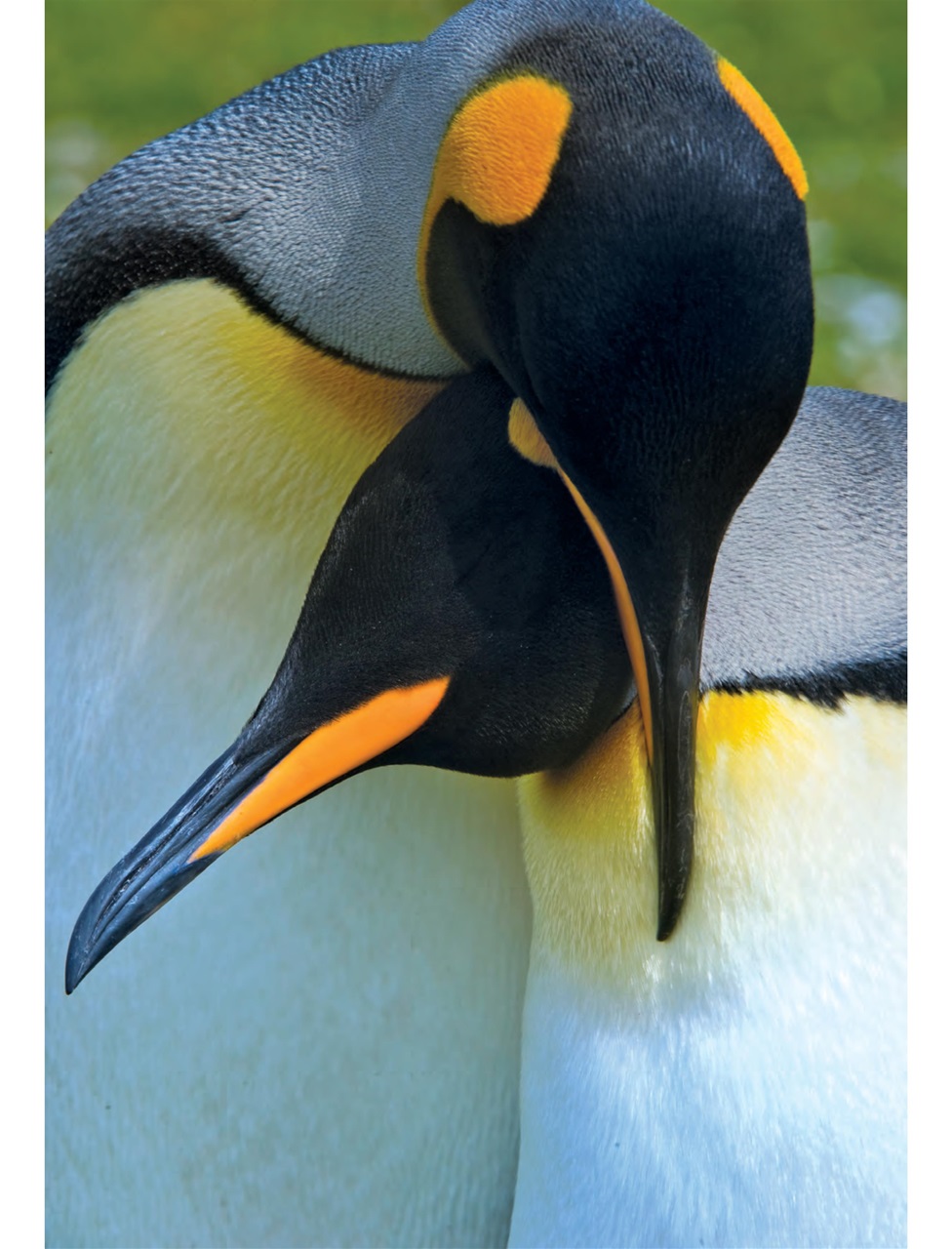 Outdoor Photography Preview Pages
