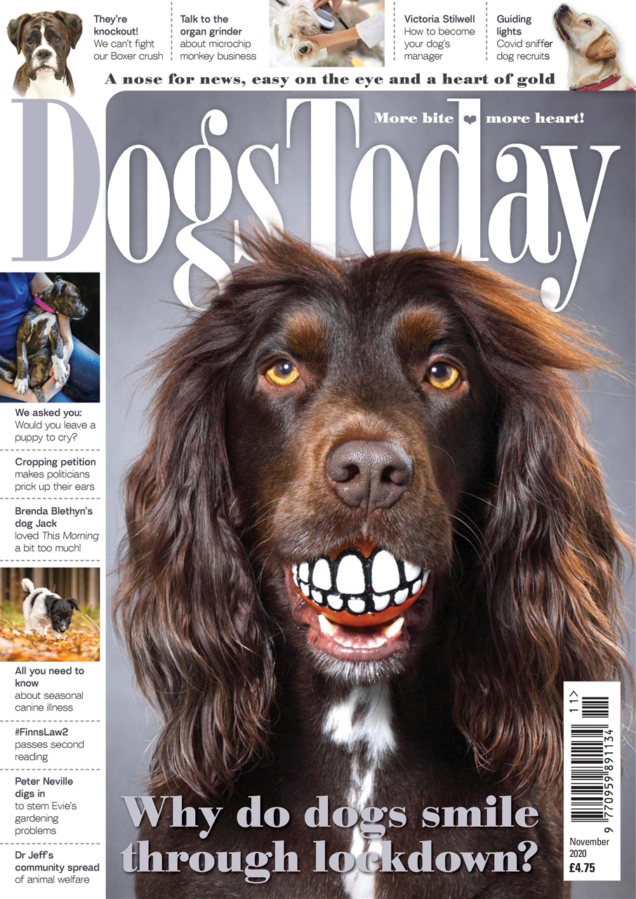 Dogs Today Magazine Preview Pages