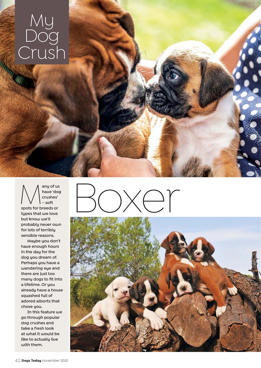 Dogs Today Magazine Preview Pages