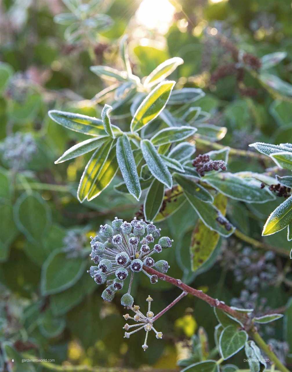 BBC Gardeners’ World Magazine Preview Pages