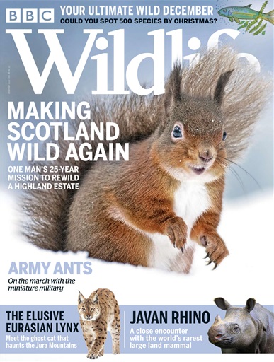 BBC Wildlife Magazine issue 