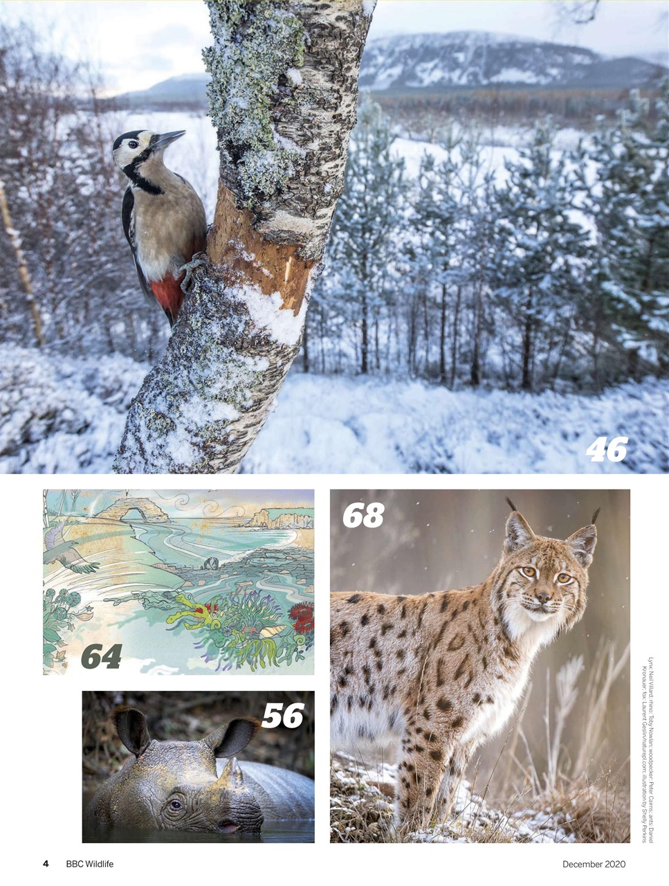 BBC Wildlife Magazine Preview Pages