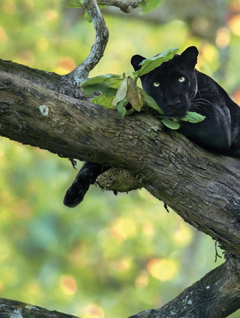 BBC Wildlife Magazine Preview Pages