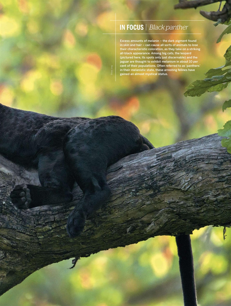 BBC Wildlife Magazine Preview Pages