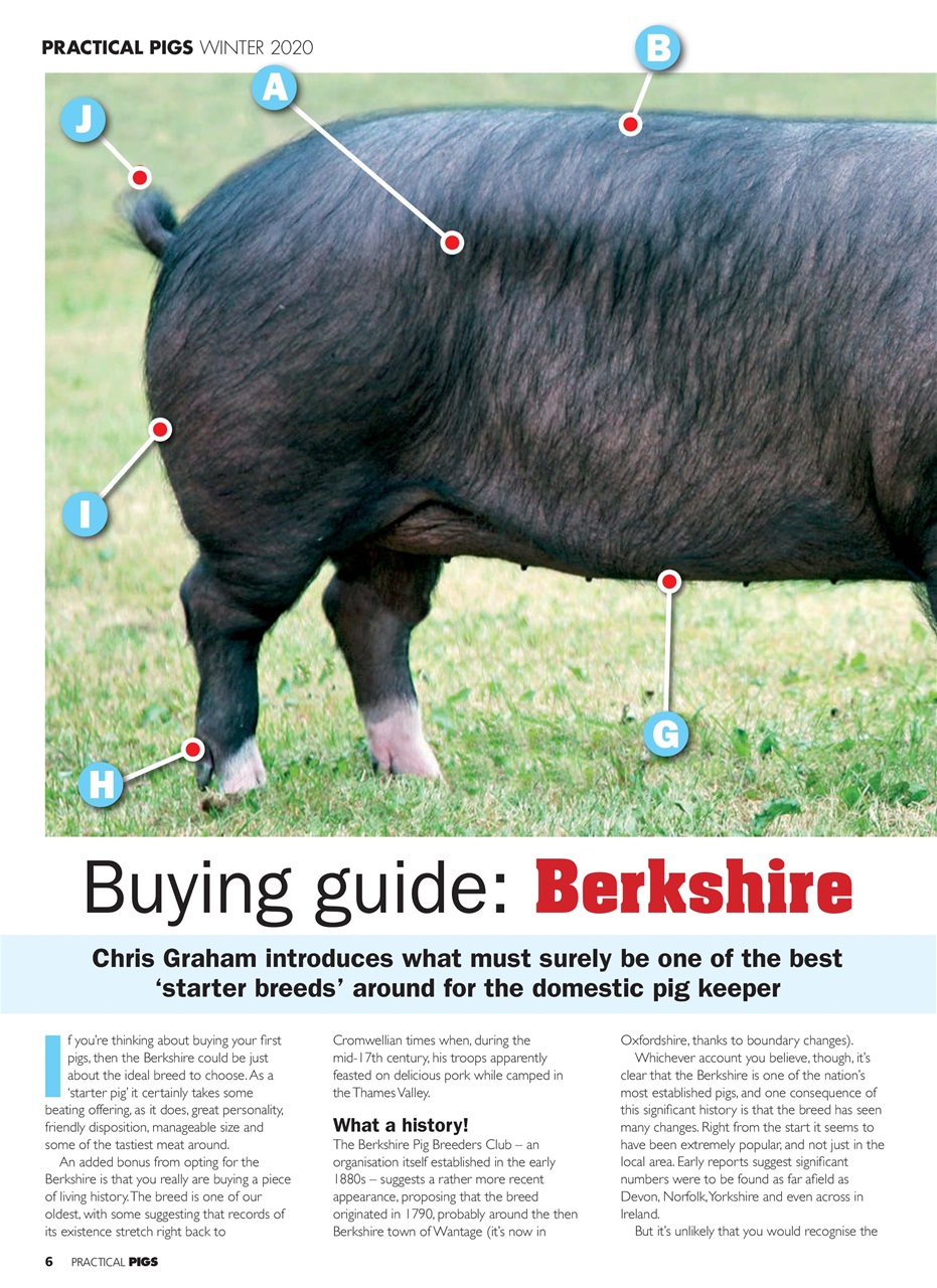 Practical Pigs Preview Pages