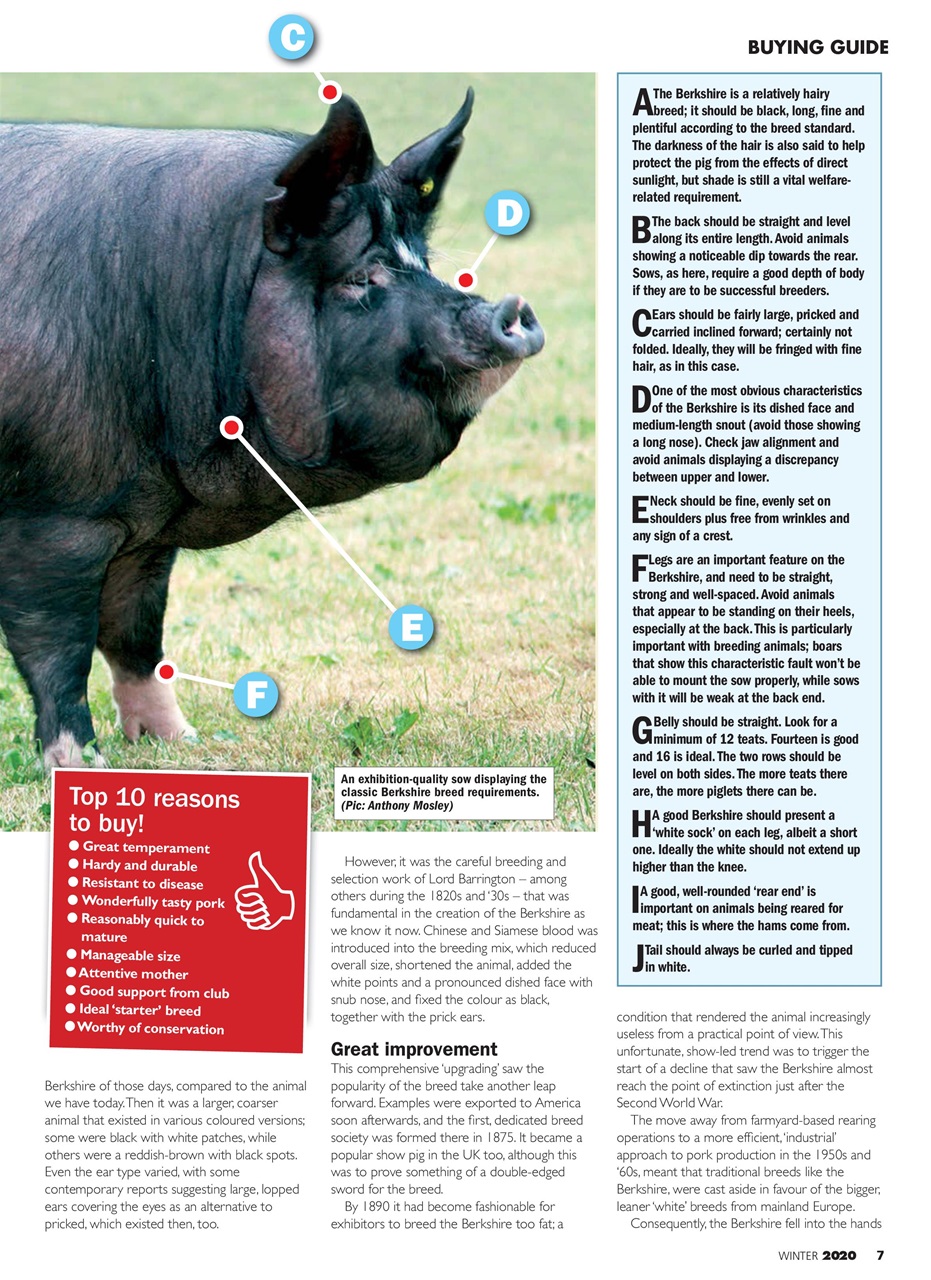 Practical Pigs Preview Pages