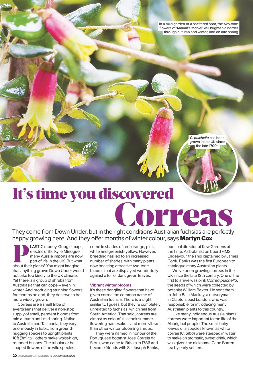 Amateur Gardening Preview Pages