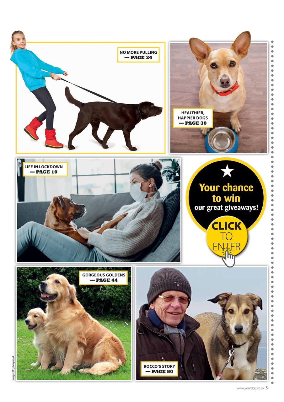 Your Dog Preview Pages