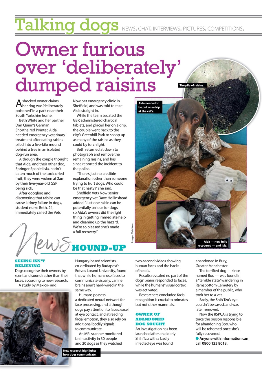 Your Dog Preview Pages