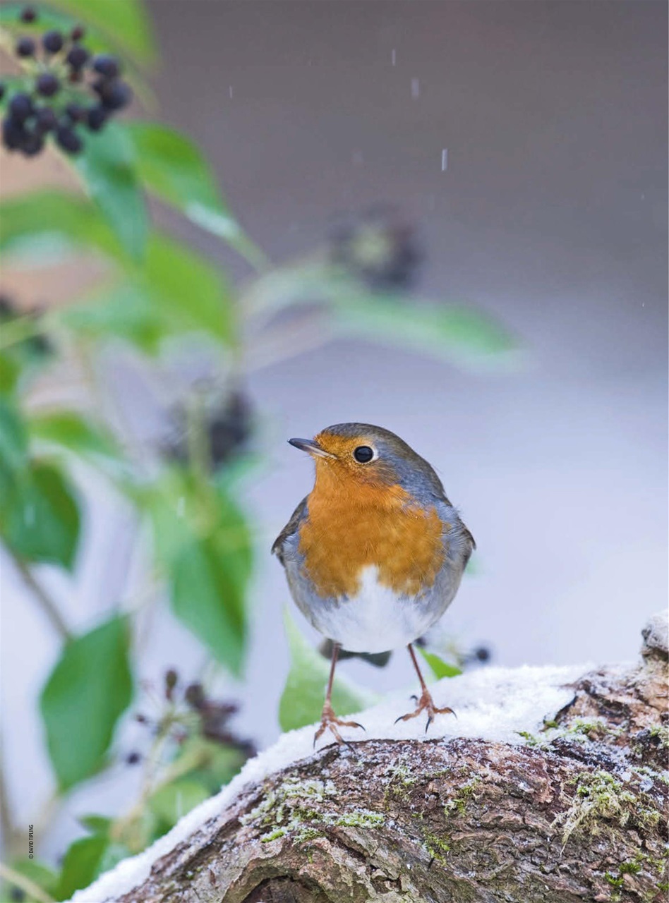 Improve Your Photography Preview Pages