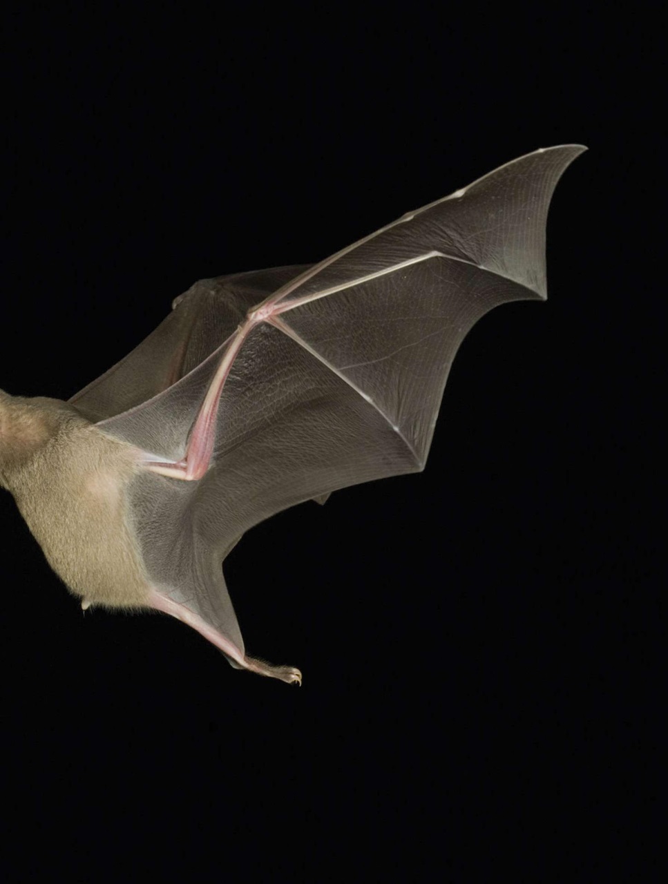 BBC Science Focus Magazine Preview Pages