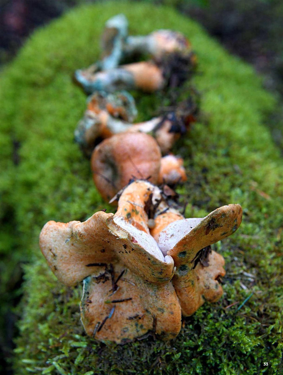 Chef & Restaurant Magazine Preview Pages