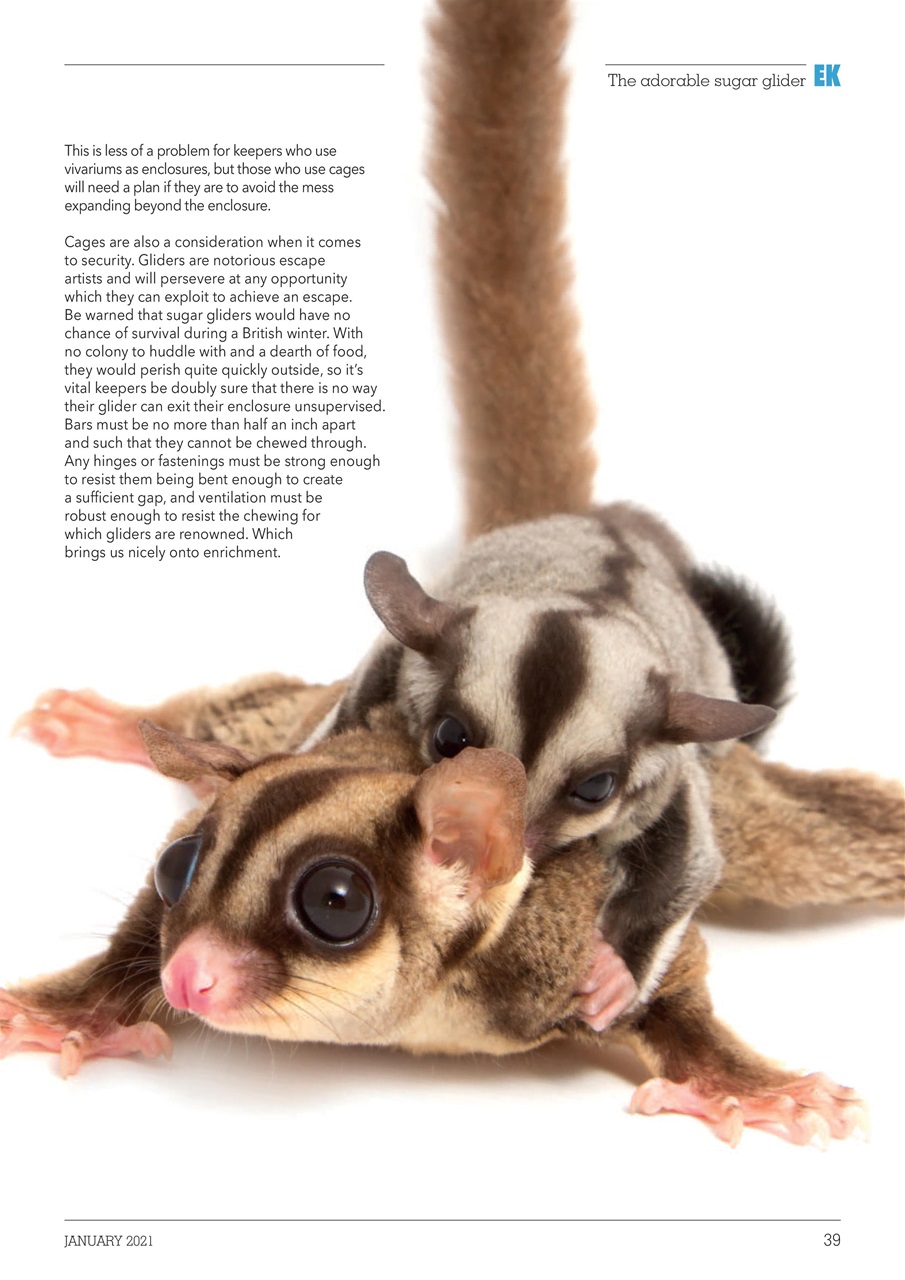 Exotics Keeper Preview Pages