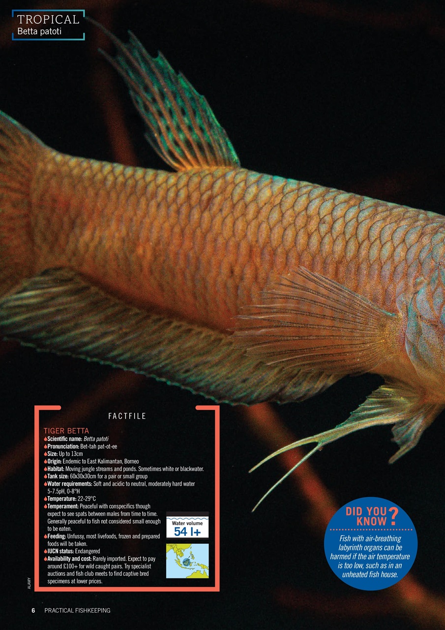 Practical Fishkeeping Preview Pages