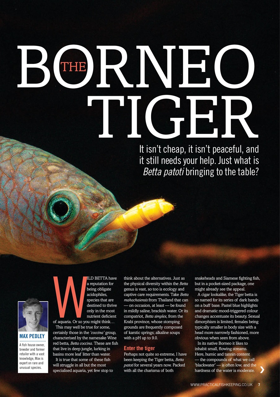 Practical Fishkeeping Preview Pages