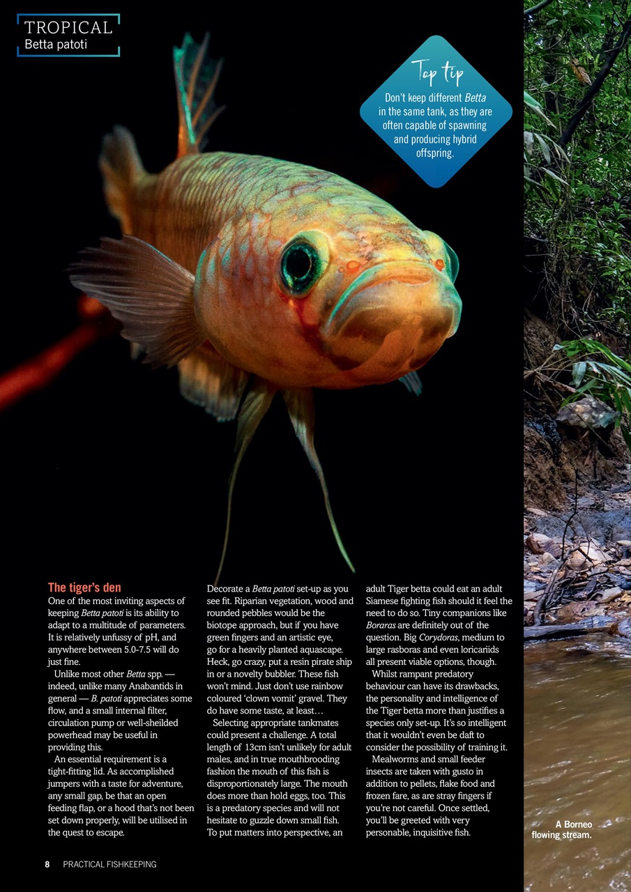 Practical Fishkeeping Preview Pages