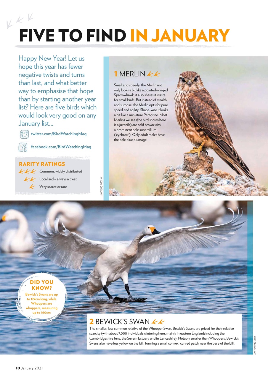 Bird Watching Preview Pages