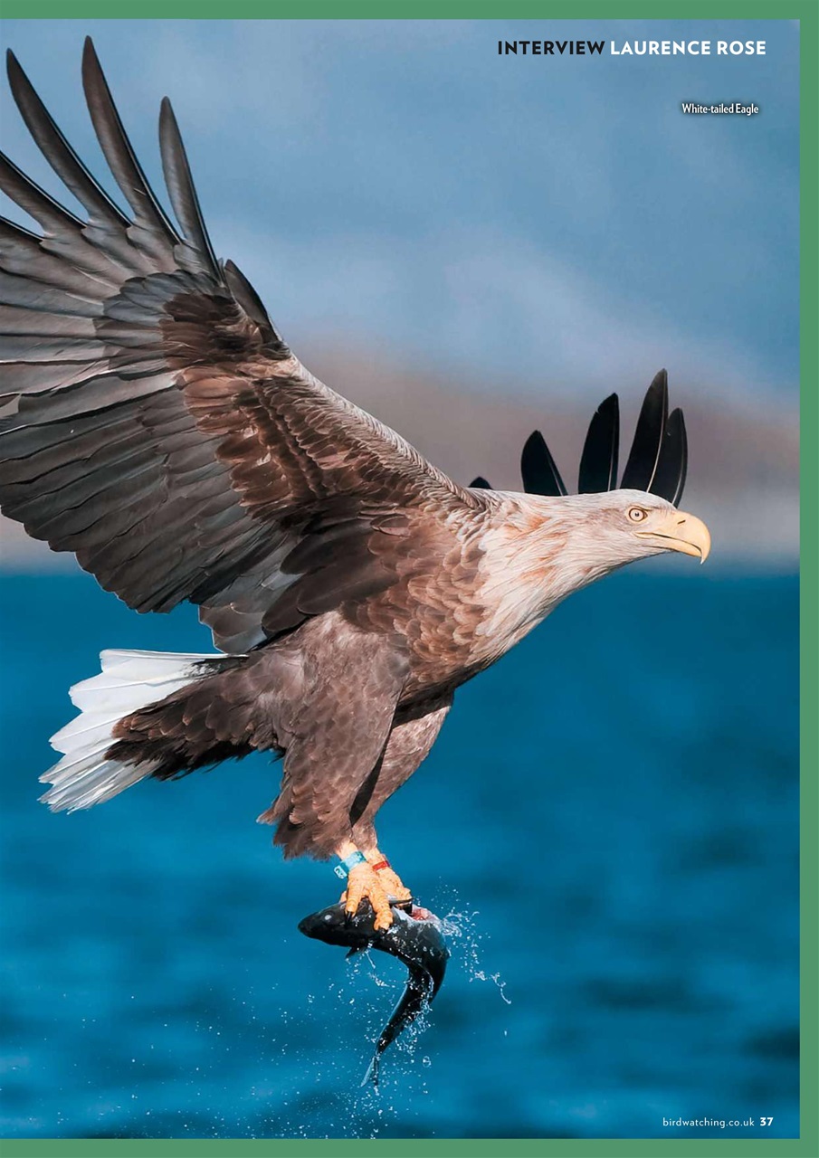 Bird Watching Preview Pages