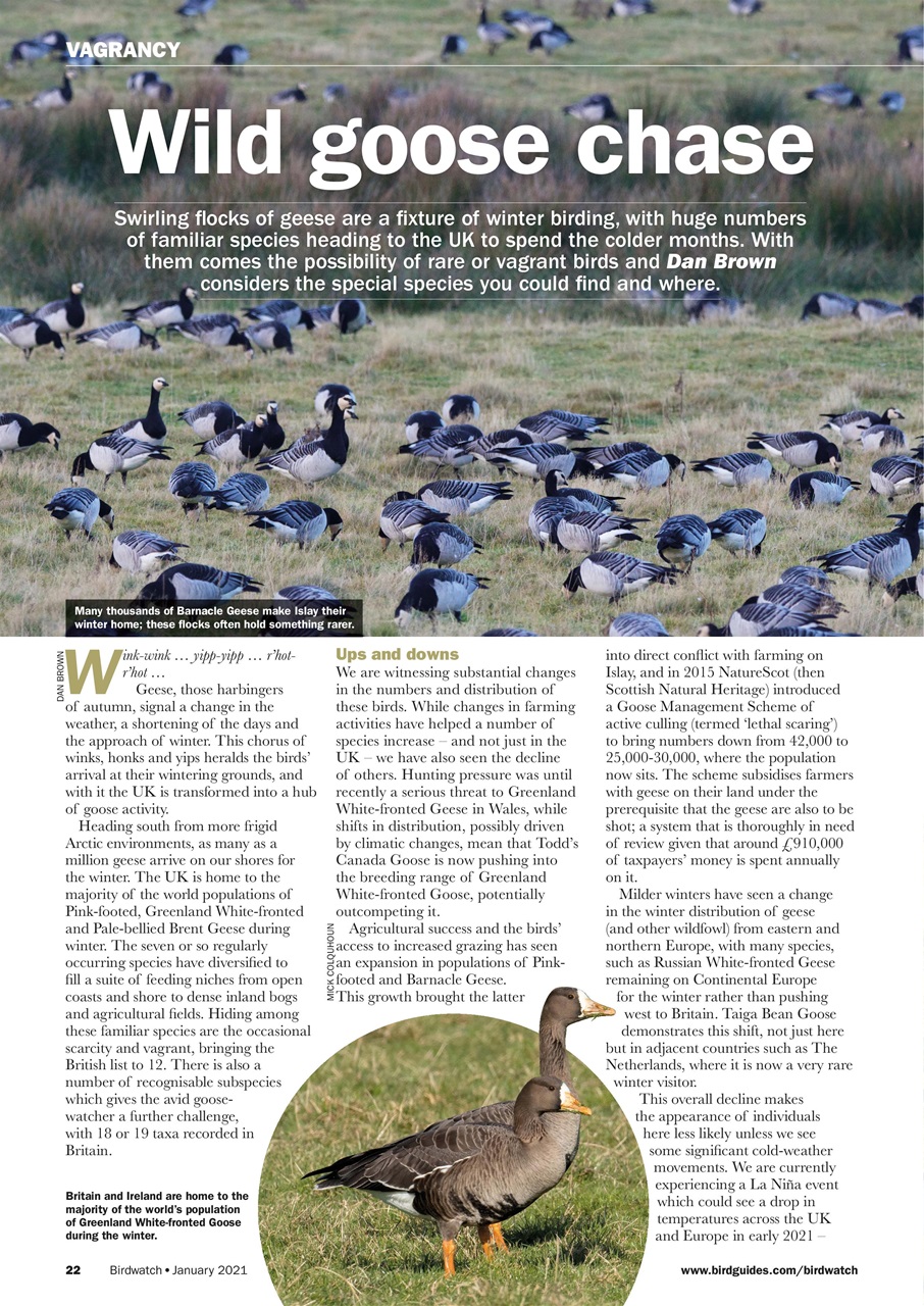 Birdwatch Magazine Preview Pages