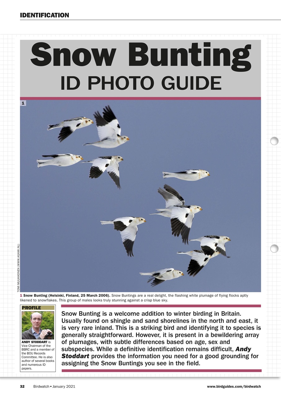 Birdwatch Magazine Preview Pages